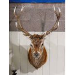 Taxidermy; a good Red Deer Stag Head and antlers sporting eleven points, mounted on a board, 120cm