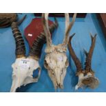 Antlers; Adult Impala antlers with cut top section of the skull, 55 cm H, A Roe buck deer skull