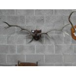 A set of 10 point wall mounted antlers