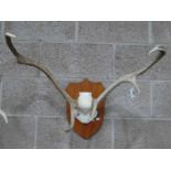 European Red Deer (cervus elaphus) adult stag antlers on frontlet, 70.5 cm W