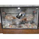 A Taxidermy Victorian diorama containing two cock pheasants and a Jay in ebonised glass case 89 x 53