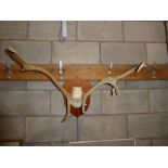 European Red Deer (cervus elaphus) adult stag antlers on frontlet, 70.5 cm W