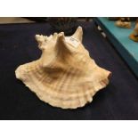 A Conch or Sea Snail Shell
