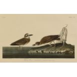 after JOHN JAMES AUDUBON (American 1785-1851) AN AMSTERDAM EDITION PRINT, "Wilson's Plover (Chardius