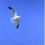 DICK MCRILL (American b. 1947) A PAINTING, "Ring Billed Gull," MARCH 1974, oil on canvas, signed and