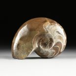 A POLISHED AMMONITE FOSSIL FRAGMENT, CIRCA CRETACEOUS/PALEOGENE PERIOD, height: 9", diameter: 13".