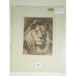 Herbert Dicksee (British 1862-1942) - etching 'His Royal Highness' study of a Lion c1900 - 24 x 20cm