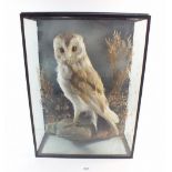 A taxidermy barn owl, 42cm tall - top glass loose