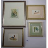 John Jinman - a group of four watercolours of birds - tern, goldcrest, grebe and owl (largest 11.5 x