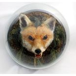 A taxidermy fox head in domed circular case with label 'Caught February 28th 1896' at Bulley