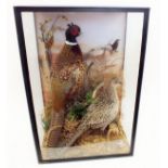 A large taxidermy cased pair of pheasants in landscape case, 73 x 50cm
