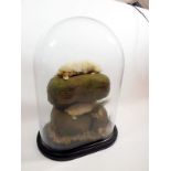 Two taxidermy albino moles cased under glass dome, 40 x 30cm