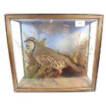 A taxidermy red legged partridge in landscape case, 33 x 40cm