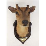 A taxidermy mounted muntjac buck head 'Snowshill, Nov 1960'