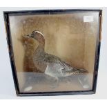 A late 19th century/early 20th century taxidermy garganey duck, bearing label to reverse, 36cmx37cm