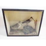 A taxidermy pair of Little Stints in coastal landscape case, 27 x 35cm