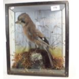 A taxidermy jay in landscape box by W Alderton taxidermist and wigmaker, 35 x 29cm