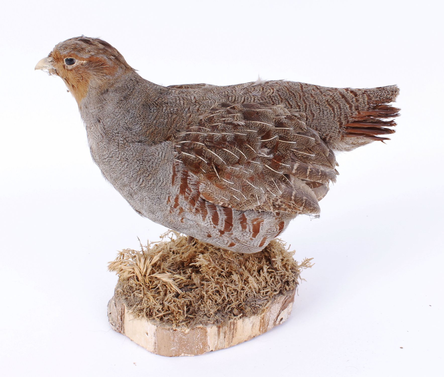 Wood mounted Grey Partridge - Image 2 of 2