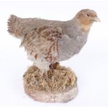 Wood mounted Grey Partridge