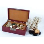 A small natural history enthusiast's shell collection contained in a Moroccan red leather case,