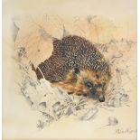 Robert Coppillie, watercolour and graphite, illustration of a hedghog amongst the leaves, signed
