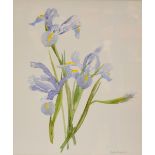 Janis Roddick, watercolour, Iris, singed lower right, 26cm x 36cm, together with another similar (2)