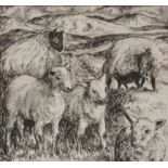 20th Century ink and wash on paper, sheep and lambs in field, signed Viney and dated 62 lower