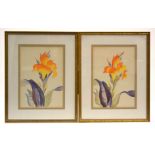 20th Century pair of watercolours on paper, orchids, one signed upper left Mrs Lorn Phipps, 35cm x