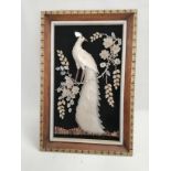 A 20th Century study of an exotic bird executed in shells, the raised picture framed unglazed,