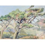 Winifred Francis, oil on board, entitled 'Scots Pines' to verso, signed lower right. Framed, 60cm