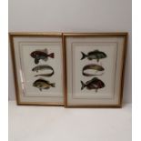 Two framed prints with naturalistic studies of fish, framed and glazed, internal dimensions 39cm x