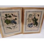 A pair of botanical prints 'Prunus Americana' and 'Uva Coerulea', with moth and butterfly, framed