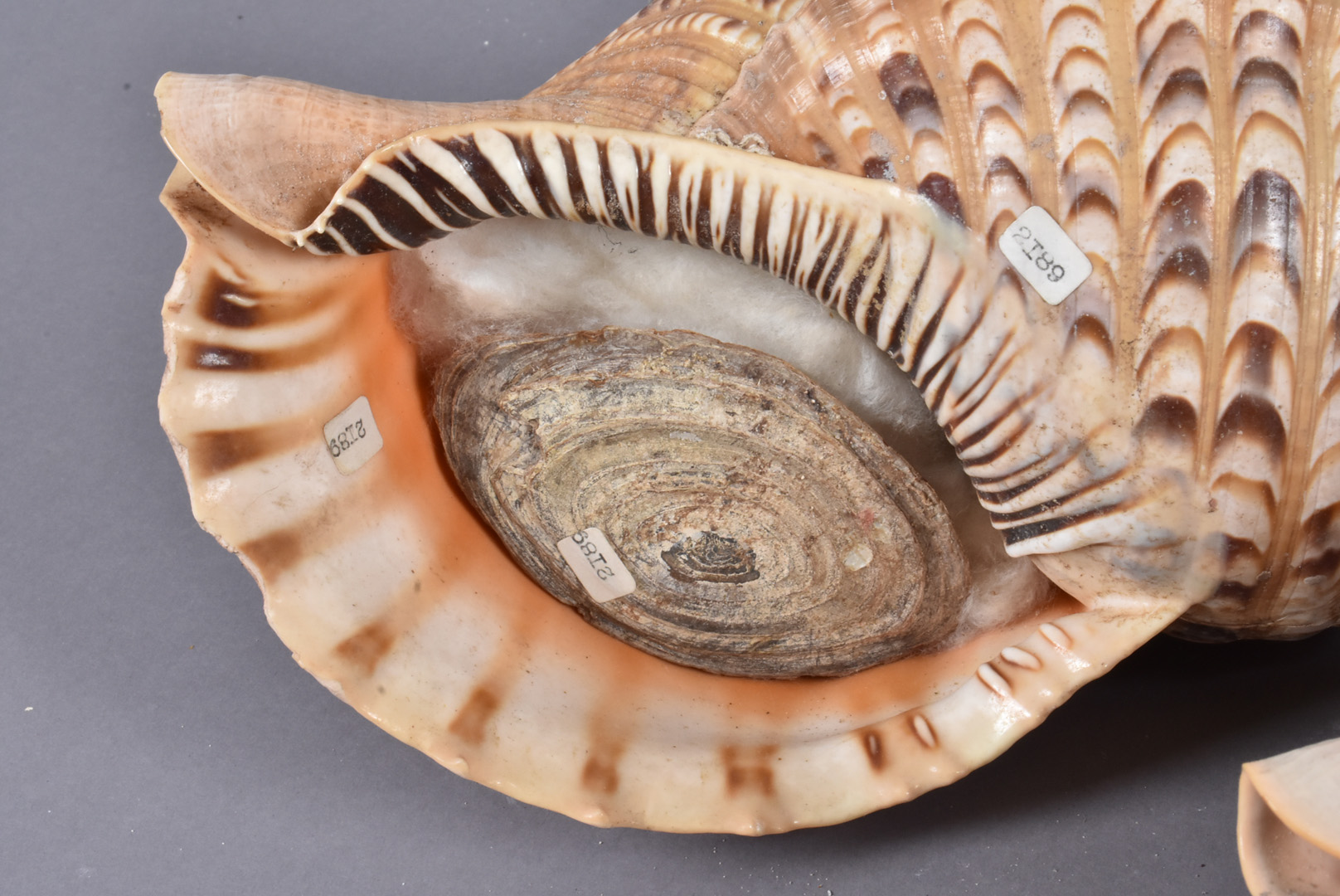 Charonia Tritonis, also known as Triton's Trumpet or Triton snail, from the Charoniidae family, - Image 3 of 5