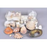 An array of various species of shell, including Anodontites Trapesialis, Sagdidae Sagda Alligans,