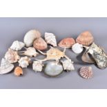 A collection of larger species of shell, including Cardium Costatum, Voluta Hunteri, Nautilus