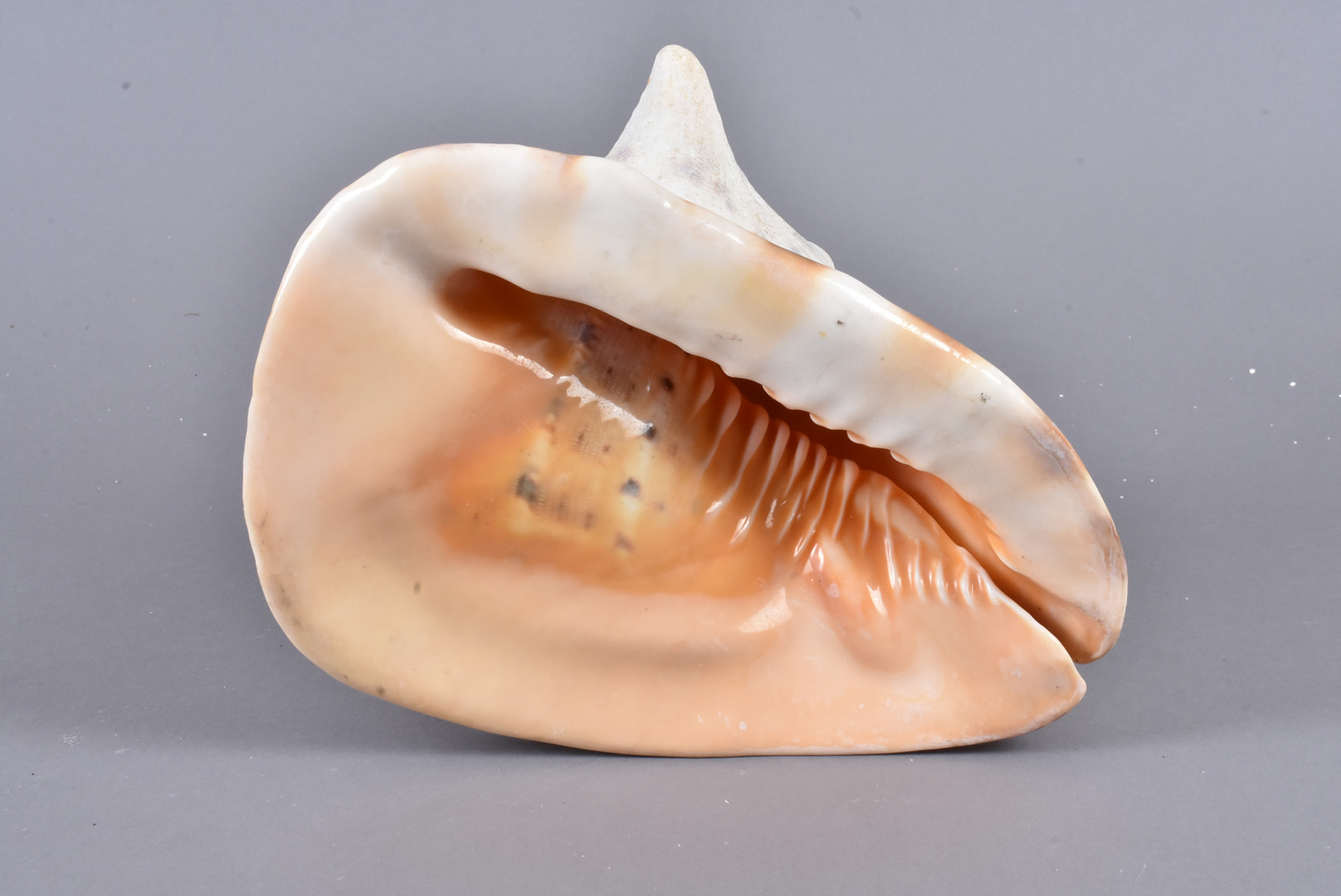 Cassidae Family, a large Cassis Madagascariensis, also known as The Queen Helmet shell, complete - Image 3 of 4