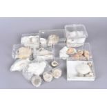 A large collection of fossilised sea shells, numerous species and sizes, including Arca