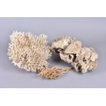 Three natural coral specimens, each of a different species, the two larger examples approx. 30cm +