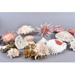 A collection of Spiky Oysters and other bi-valve shells, including Lyropecten Subnodosus, Murex