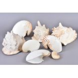 A selection of larger shells, including Cassis Cornuta (Horned Helmet), Affinis Cruenta, and