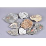 Ammonites, a selection of different ammonites in different forms, including polished, cut, in