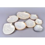 A collection of natural Mother of Pearl shells, removed and cleaned from the natural shell, a few