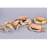 Crustacean Specimens, a collection of dried and preserved crabs, various sizes and species, AF (