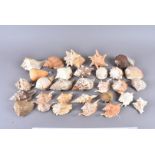 A large collection of various shells, including Fasciolaria Tulipa (The True Tulip), Cassis