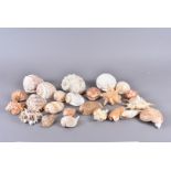 An assortment of various shells, to including Turbo Marmoratus (Green Turban), Tonna Tessellata (