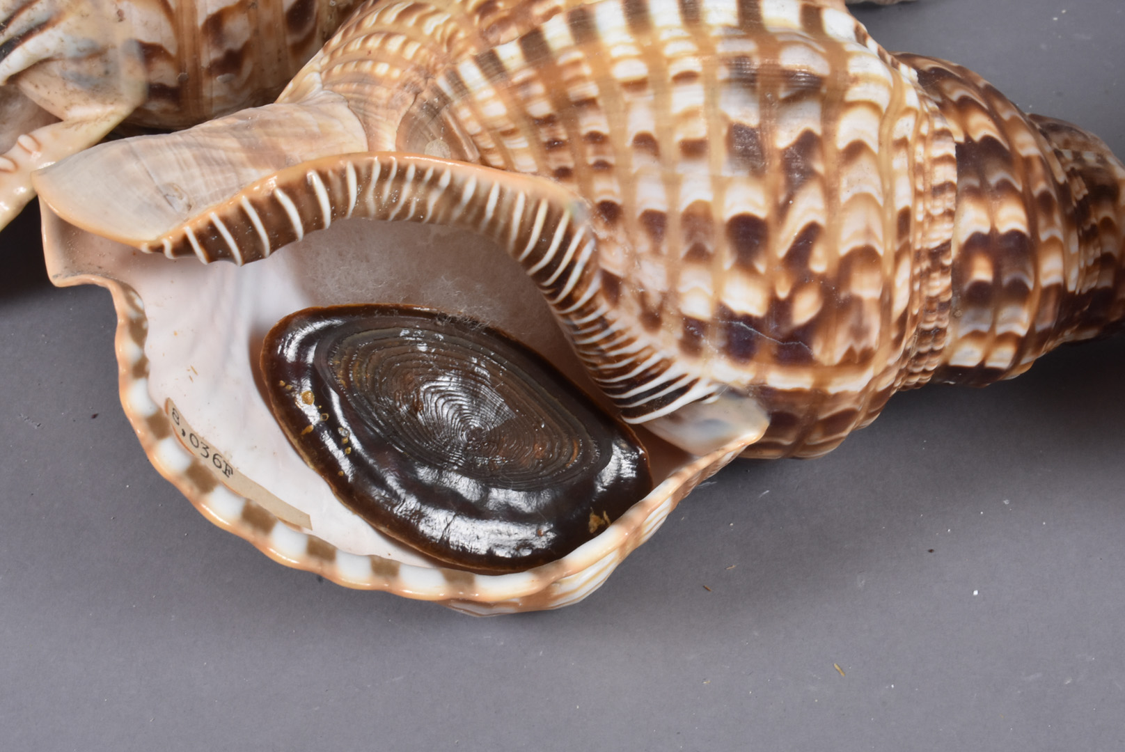 Charonia Tritonis, also known as Triton's Trumpet or Triton snail, from the Charoniidae family, - Image 4 of 5