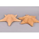 Starfish, two large Starfish specimens, one with five arms, the other six, both approx. 38cm wide (