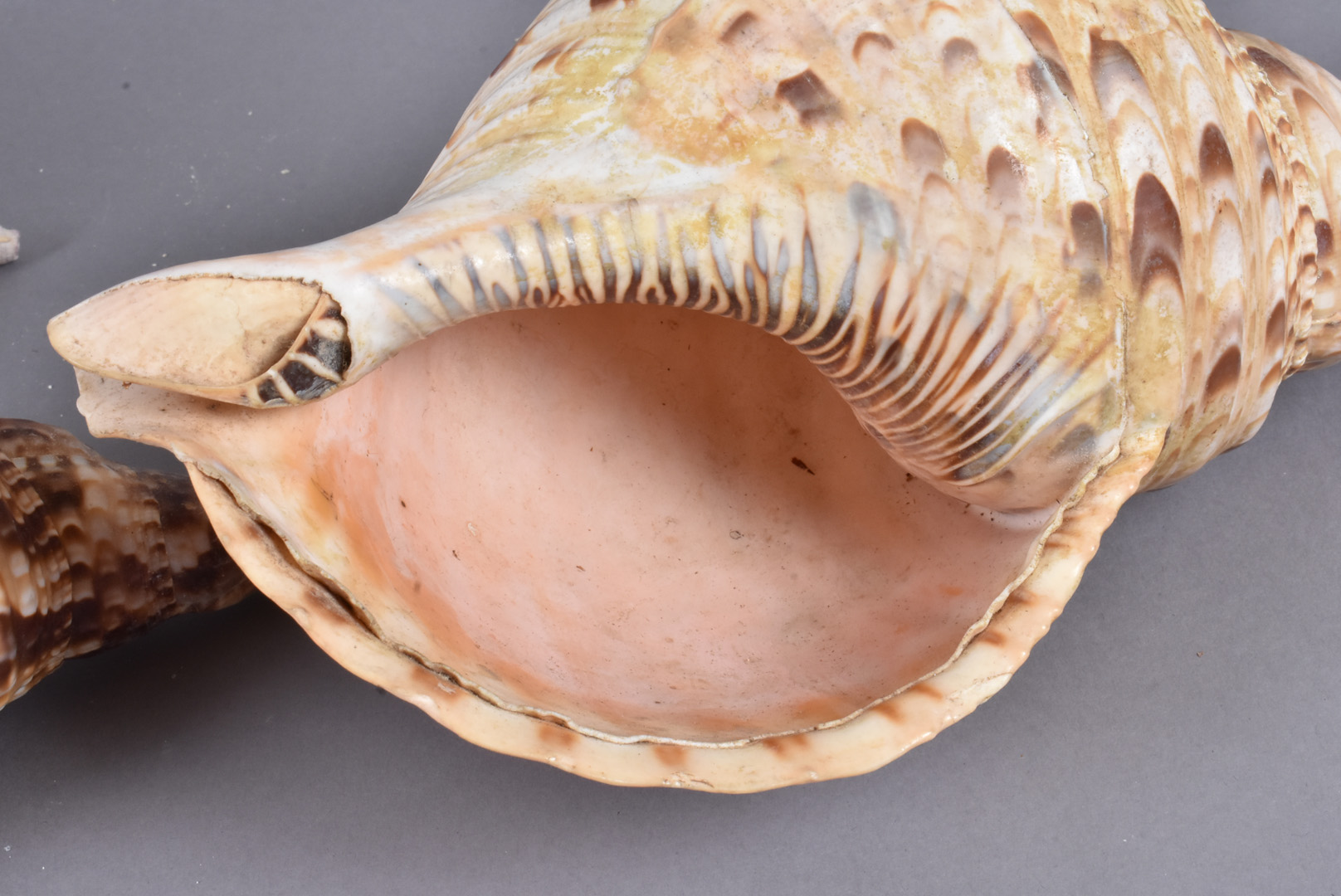 Charonia Tritonis, also known as Triton's Trumpet or Triton snail, from the Charoniidae family, - Image 5 of 5