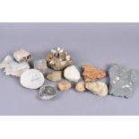 A large collection of assorted fossils, including shells, Dactylioceras Commune, Astarte Sp.,