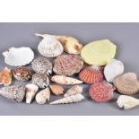 An assortment of collectible sea shells, comprising Strombus Tricornis, Clinocardium Nuttallii (